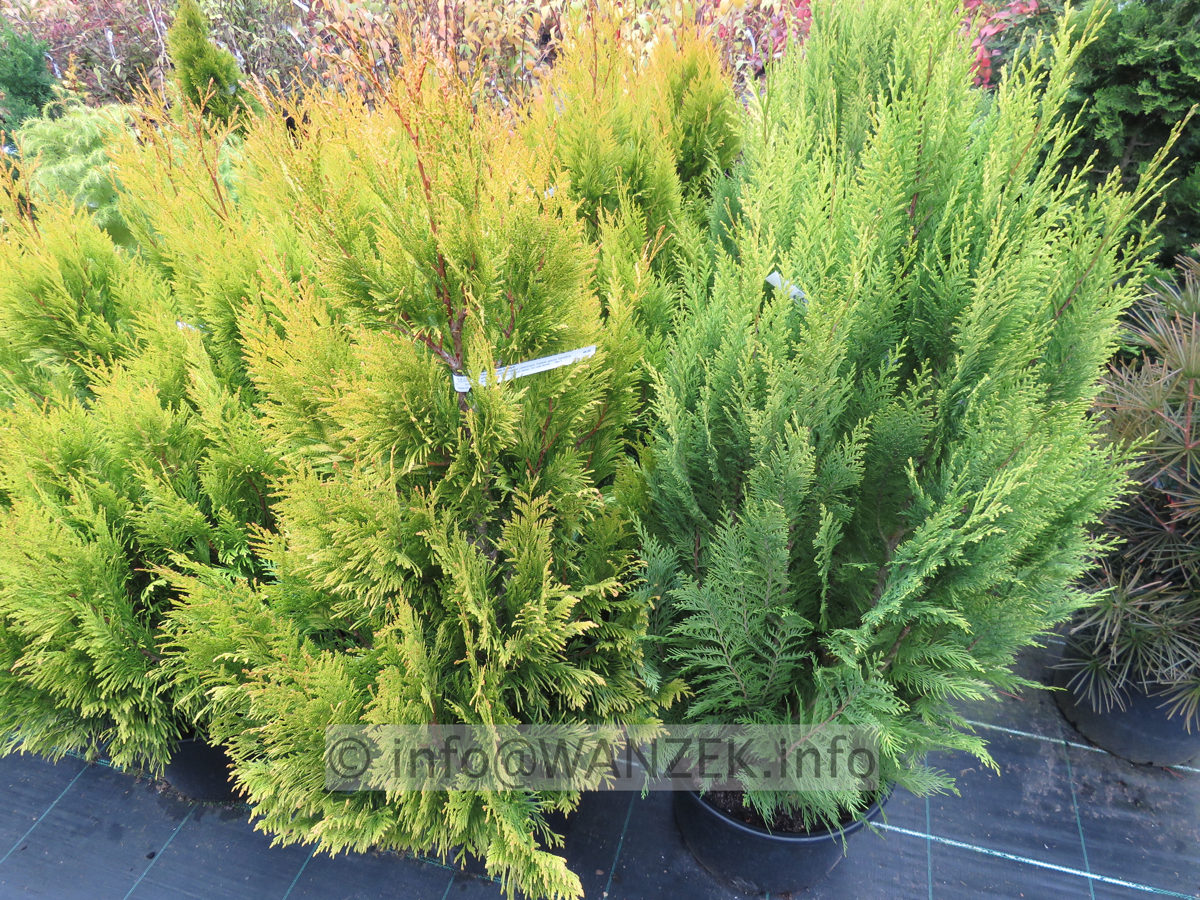 Chamaecyparis lawsoniana Aurea Romana rechts - links Thuja plicata Goldy.JPG
